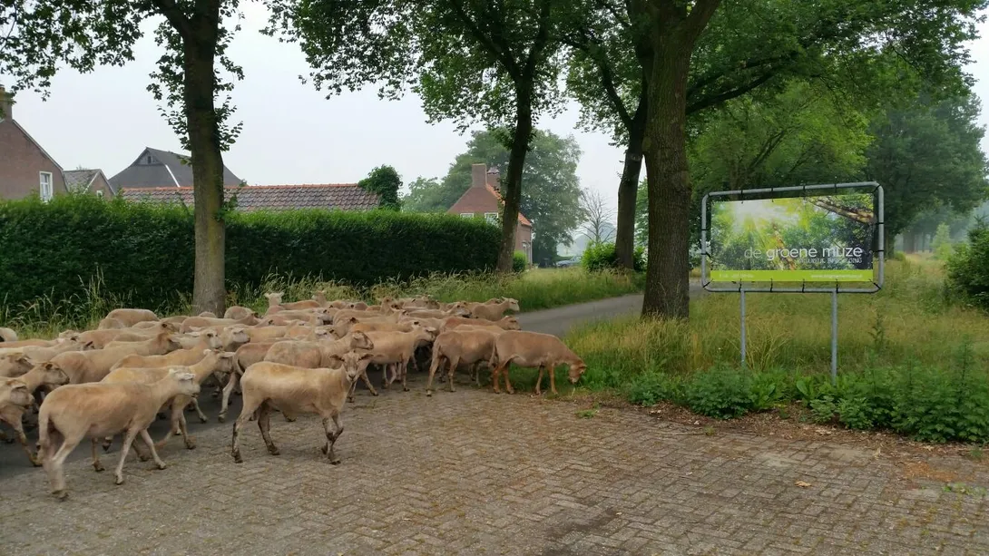 De Groene Muze