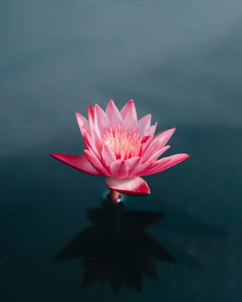 Flowmotion Energy Center