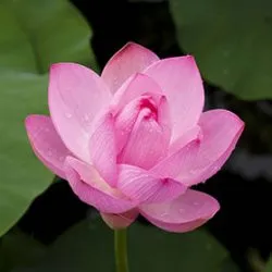 Asia