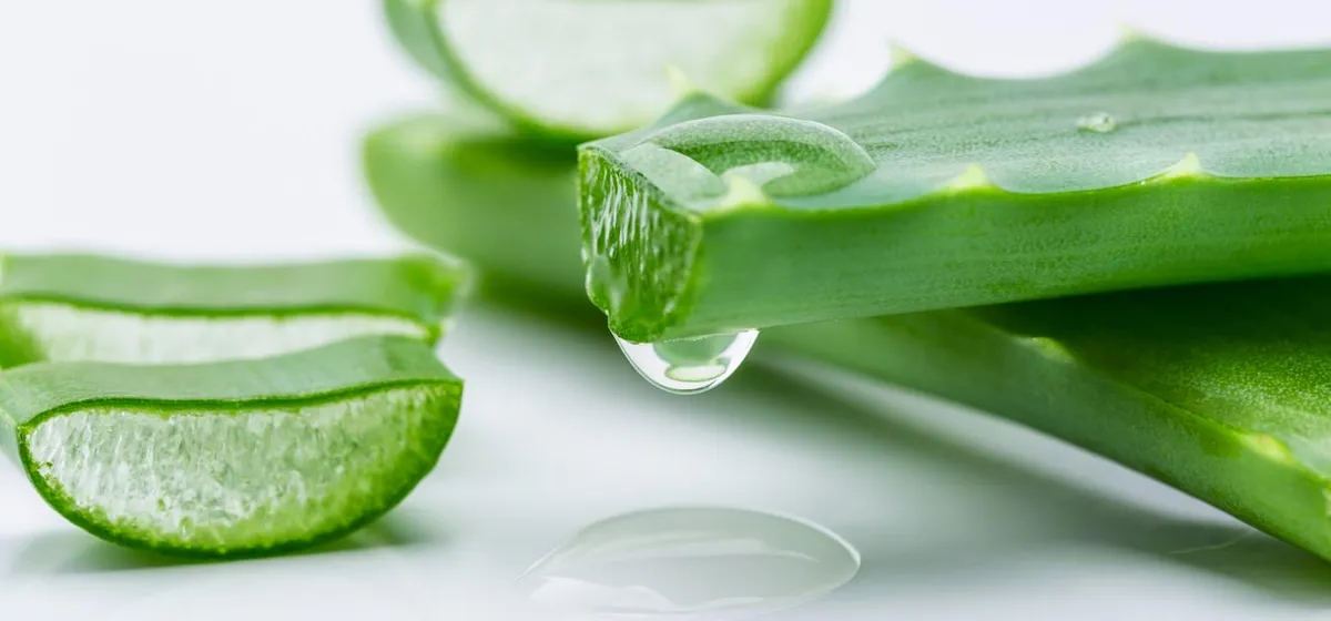 Aloe Vera Nijverdal