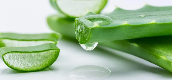 Aloe Vera Nijverdal