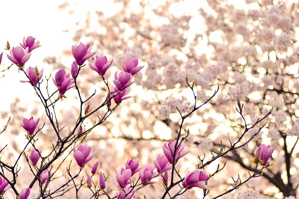 Mind-Spa Lotusbloem Massage