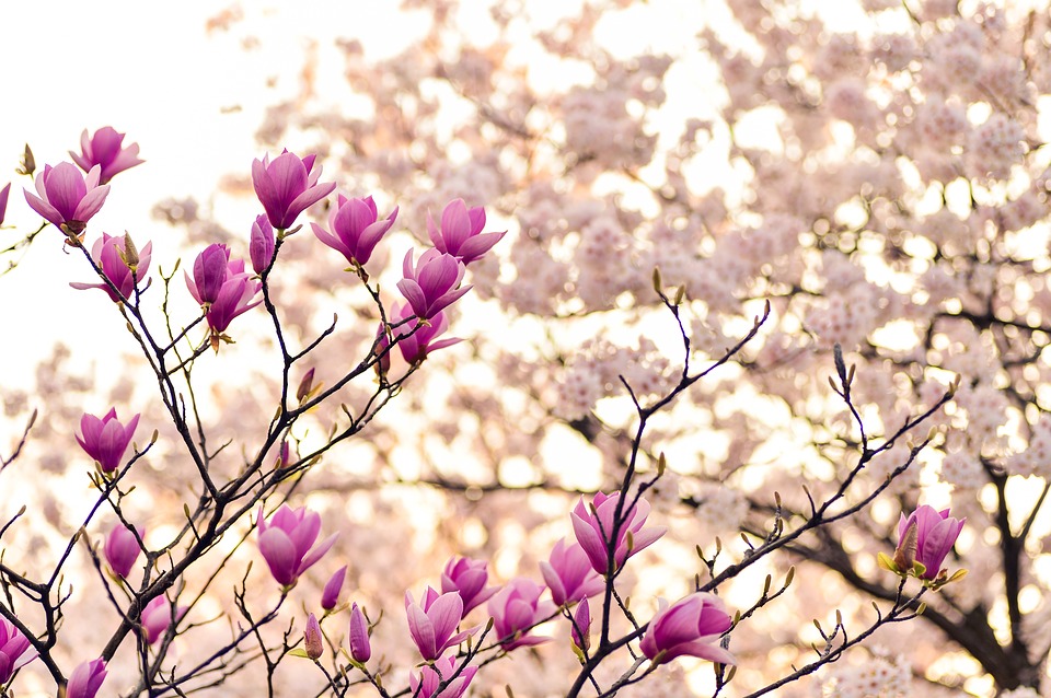 Mind-Spa Lotusbloem Massage